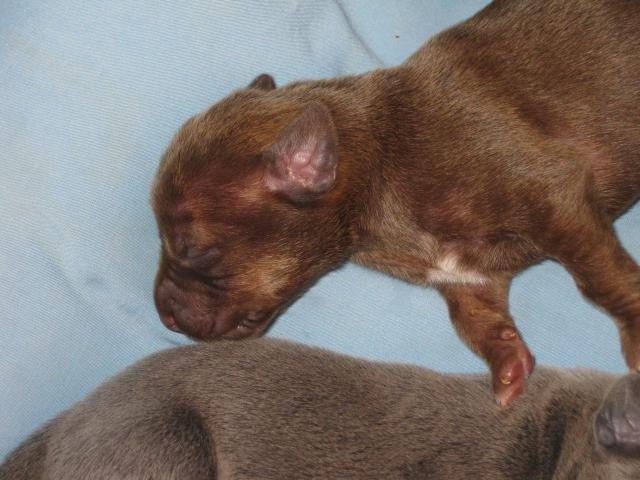 Molly pup 092611-17